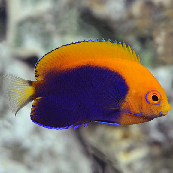 Flameback Angelfish - Centropyge acanthops