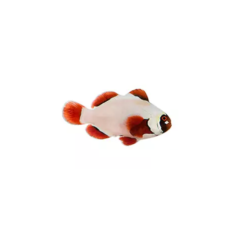 Gold Nugget Maroon Clownfish - Captive Bred - Small - 1" to 1.25"