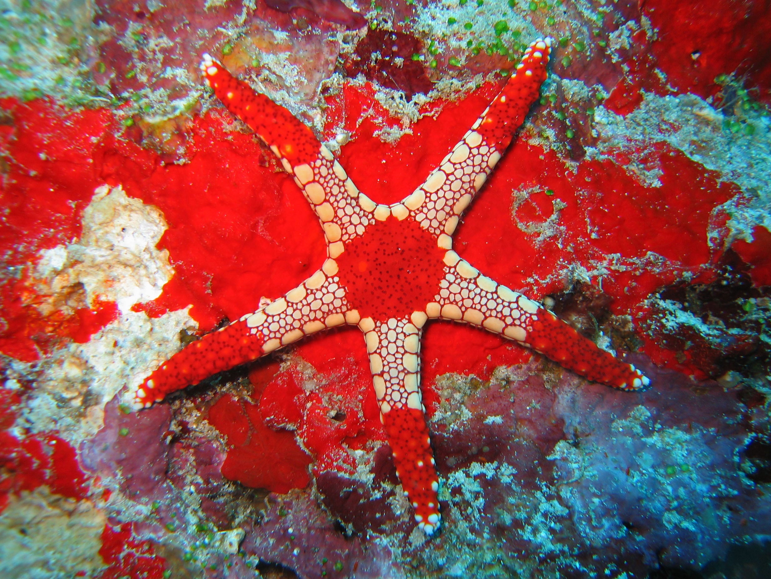 Tile Sea Star, Orange/Red - Fromia Monilis