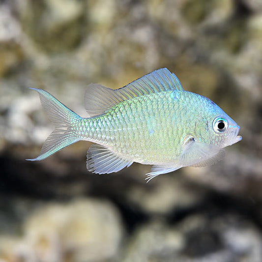 Green Chromis - Chromis viridis