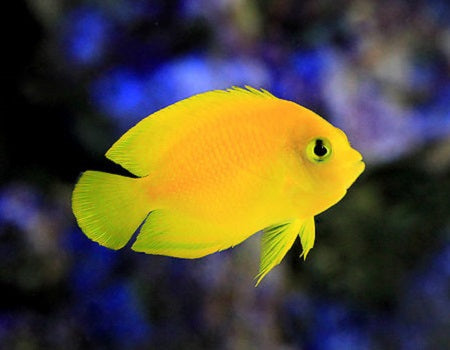 Yellow Anglet Yellow Angelfish - Centropyge heraldi – Aquarium Depot