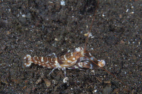 Djibouti Pistol Shrimp - Alpheus Djiboutensis