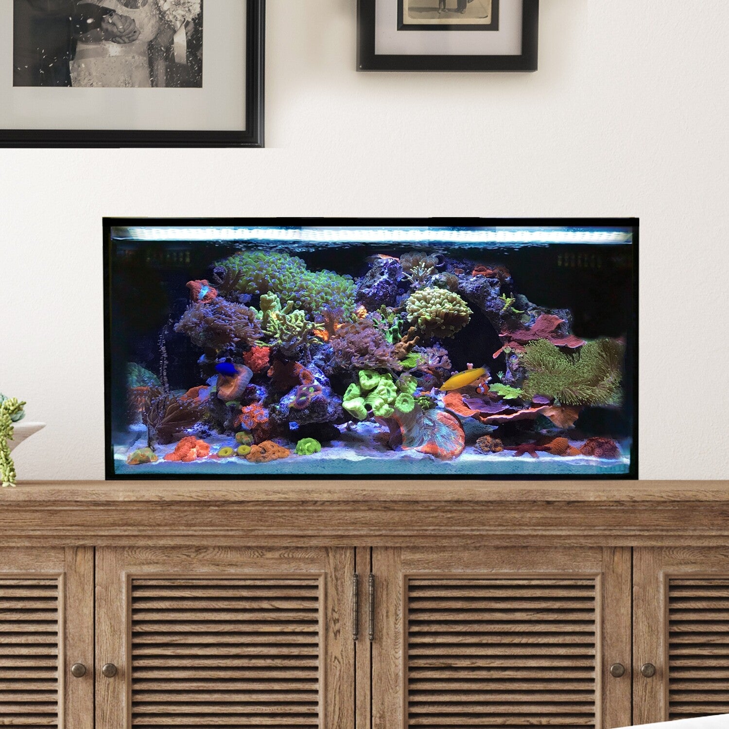 Innovative Marine NUVO Fusion - 25 AIO Lagoon Aquarium - Desktop Starter Kit