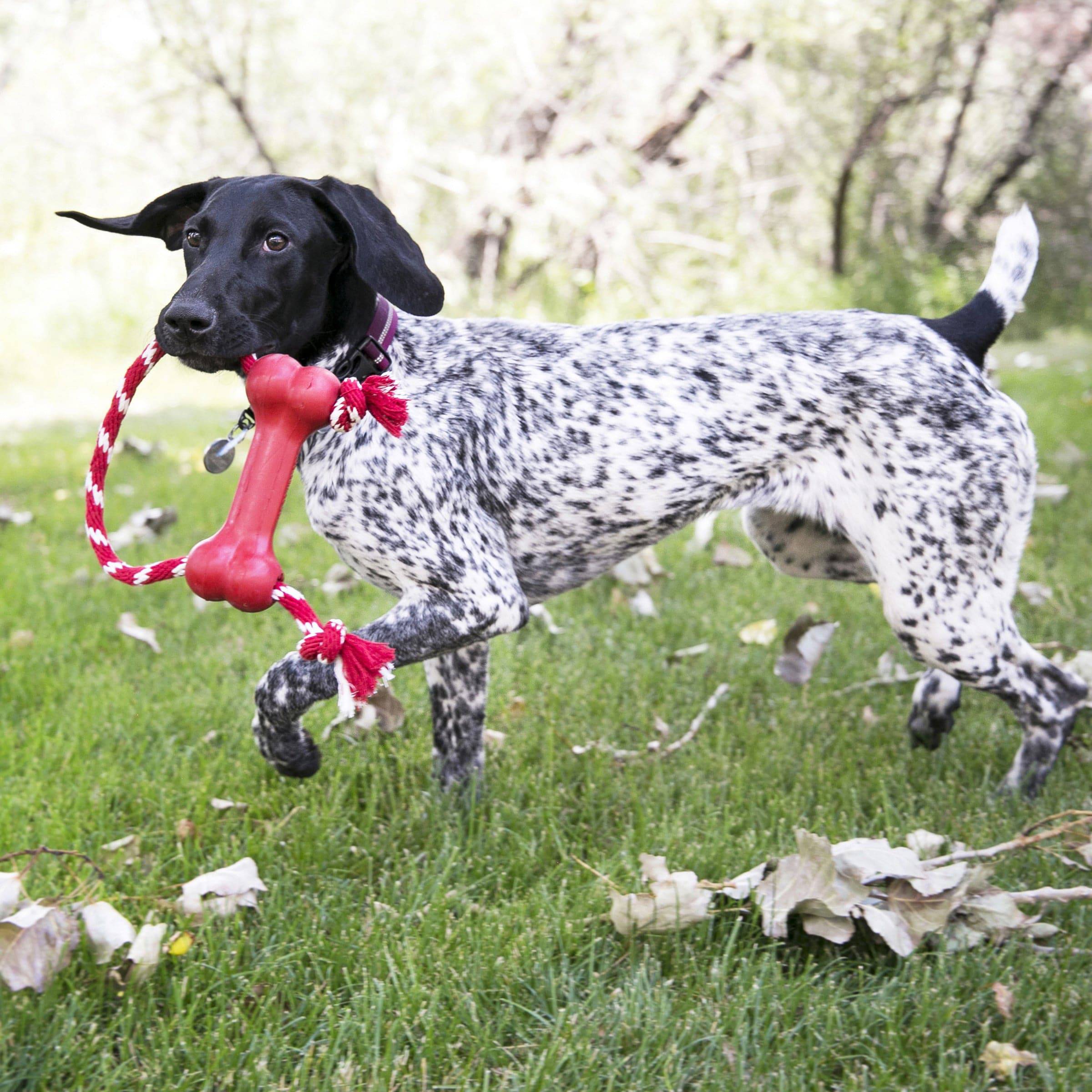 KONG Goodie Bone w/Rope - Medium - The Pet Source