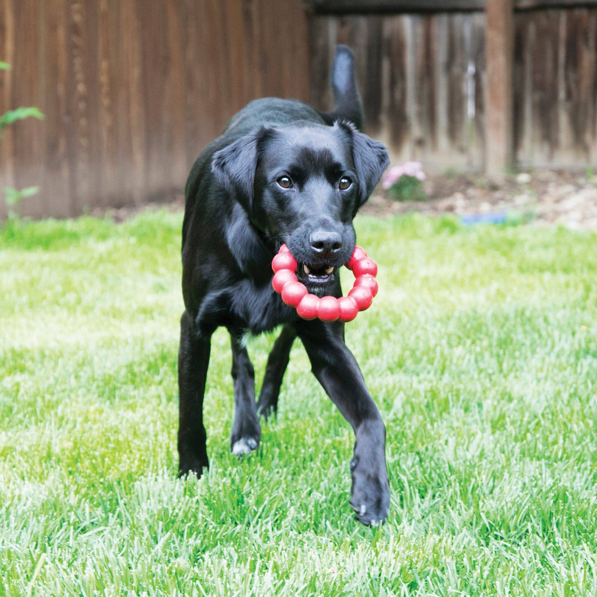 Kong Ring - Extra Large - The Pet Source