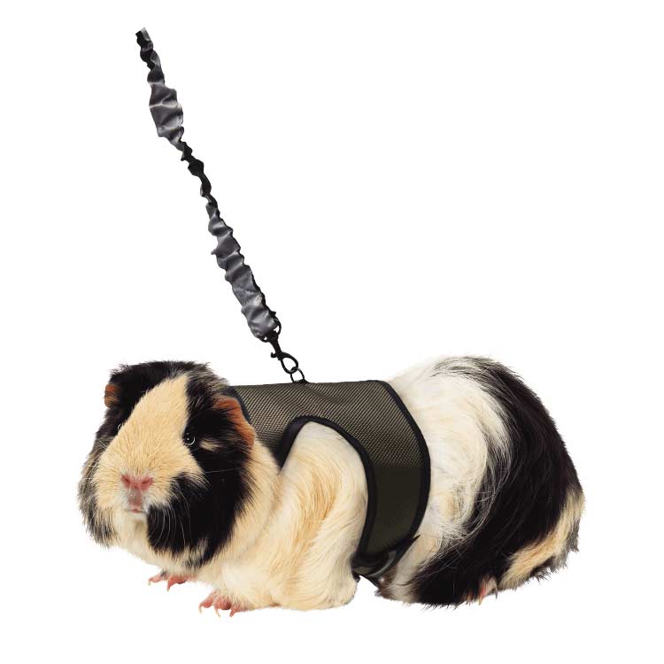 Kaytee Comfort Harness & Stretchy Leash -  Medium - The Pet Source