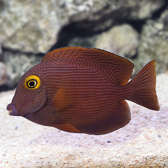 Kole Yellow Eye Tang - Ctenochaetus strigosus