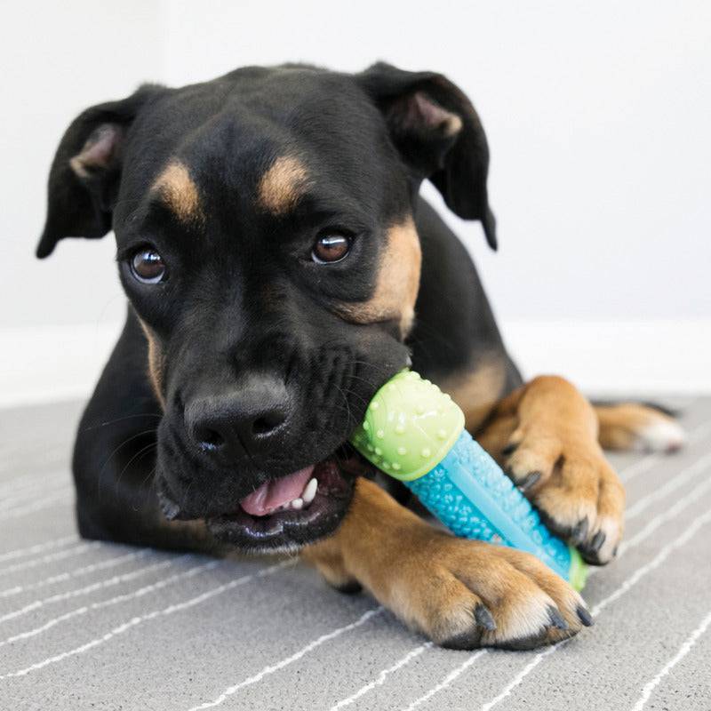 Kong Corestrength Bone Medium-Large - The Pet Source
