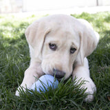 Kong Puppy - Medium - The Pet Source
