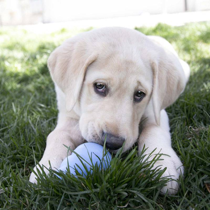 Kong Puppy - Medium - The Pet Source