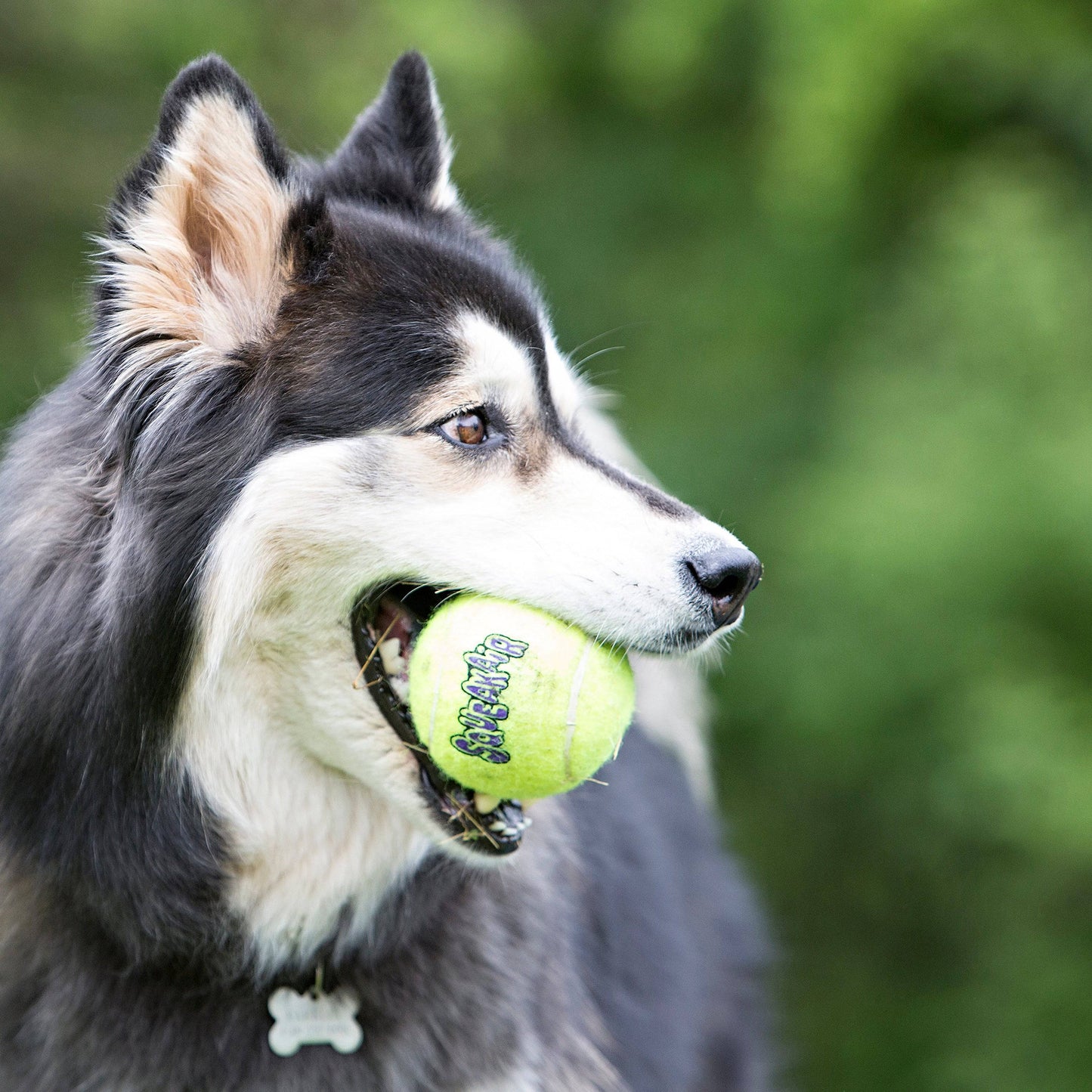 Kong Squeakair Ball 6-Pk - The Pet Source