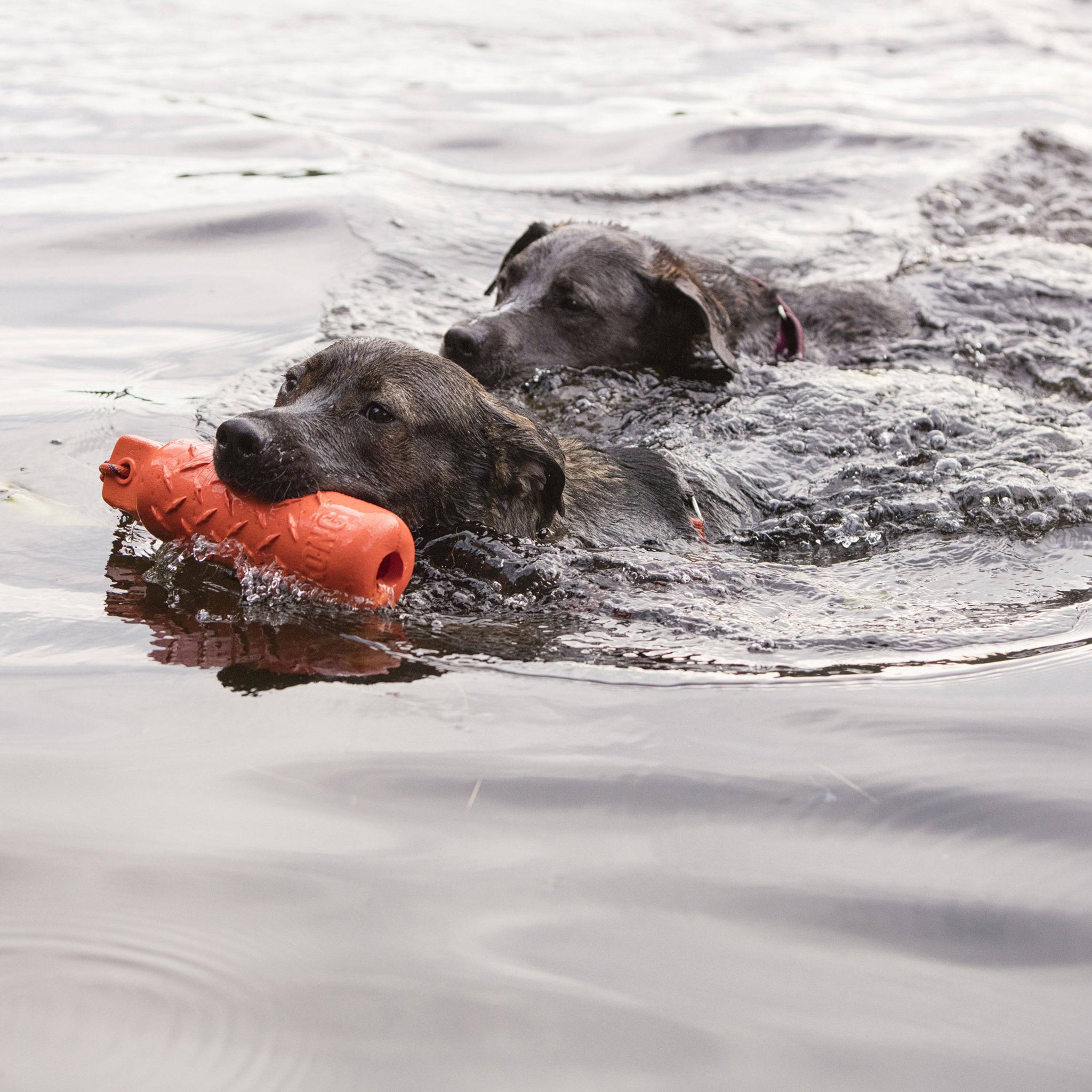 Kong Training Dummy XLarge - The Pet Source