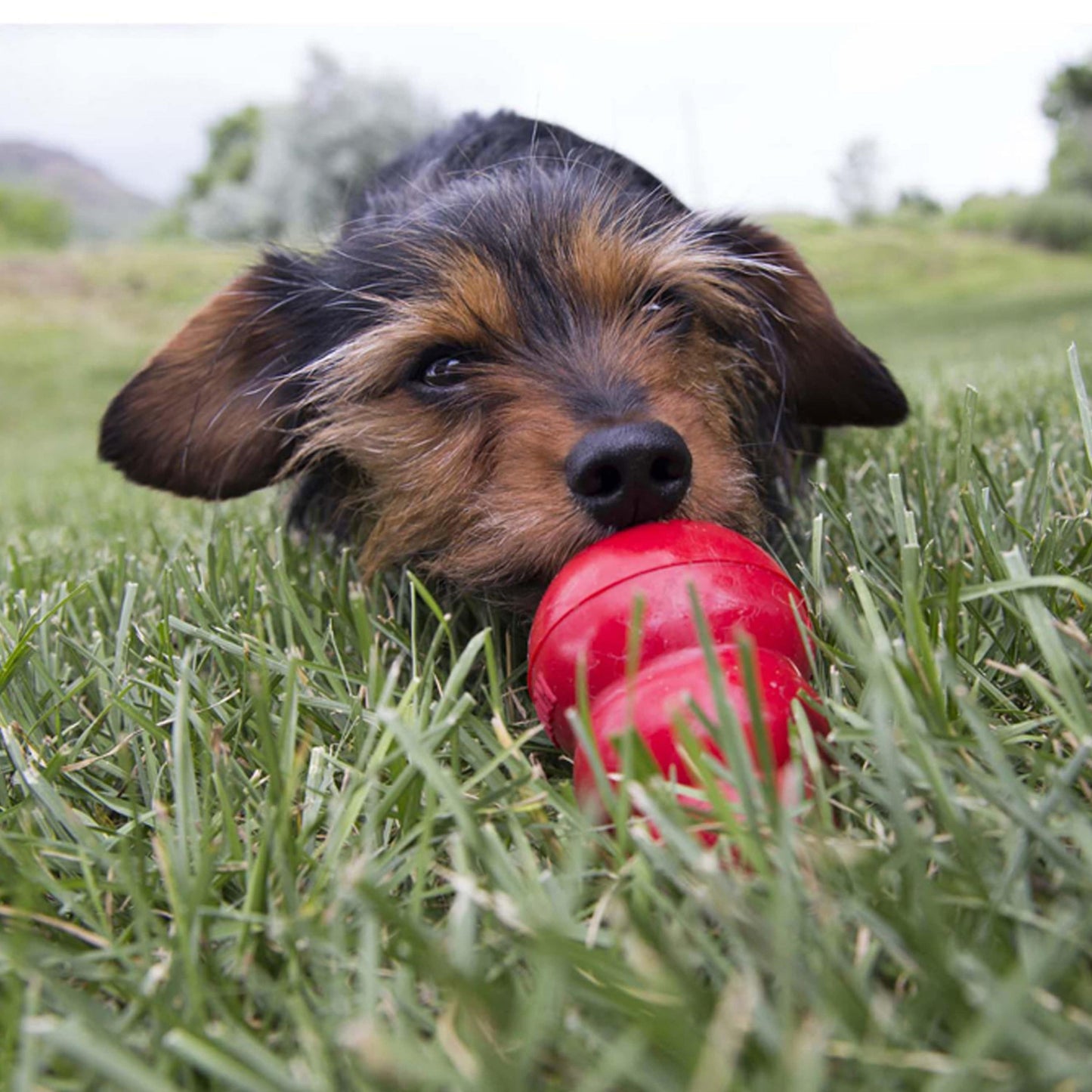 Kong Easy Treat Liver Dog Treat - The Pet Source