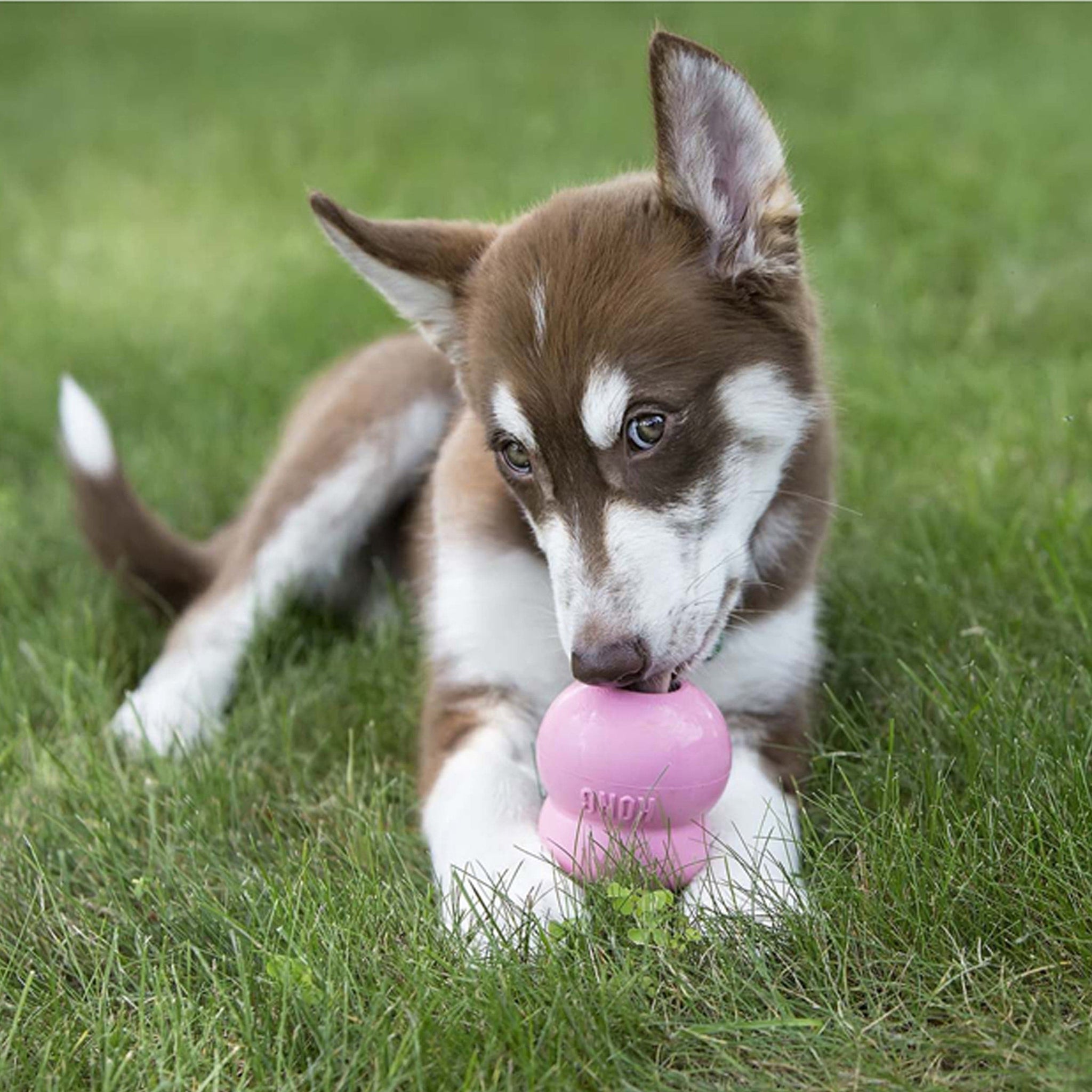 Kong Easy Treat Puppy 8 oz - The Pet Source