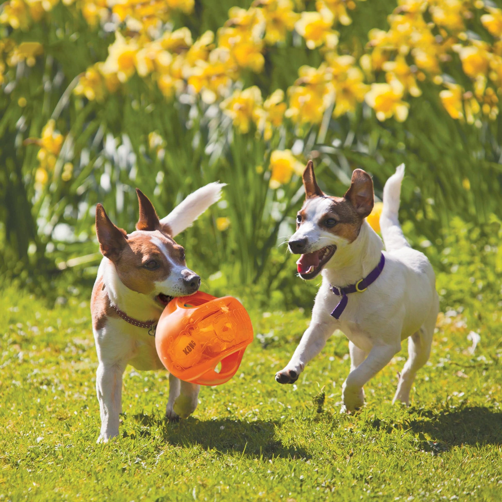 KONG Jumbler Ball - Assorted Colors - Large/X-Large - The Pet Source
