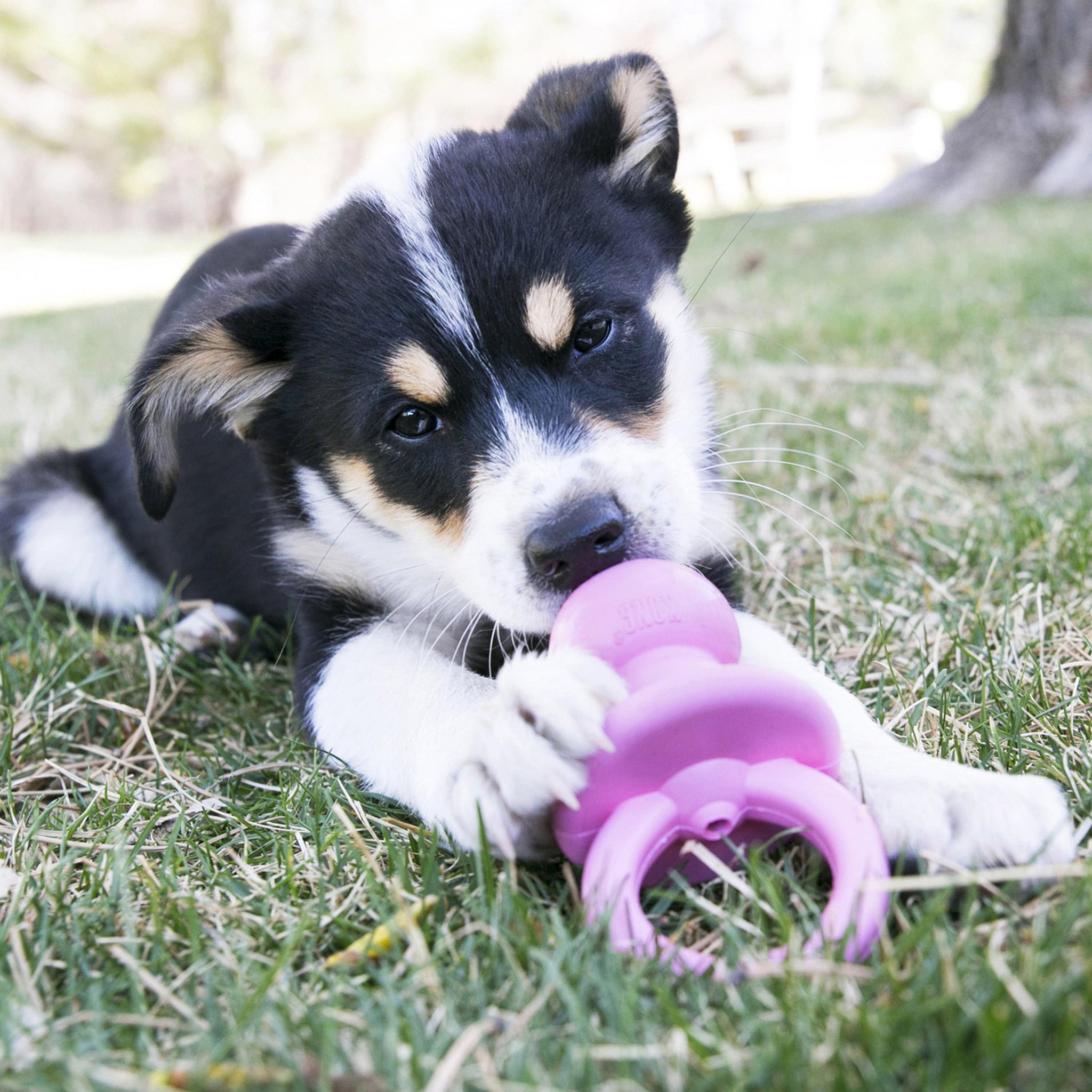 Kong Puppy Binkie - Small - The Pet Source