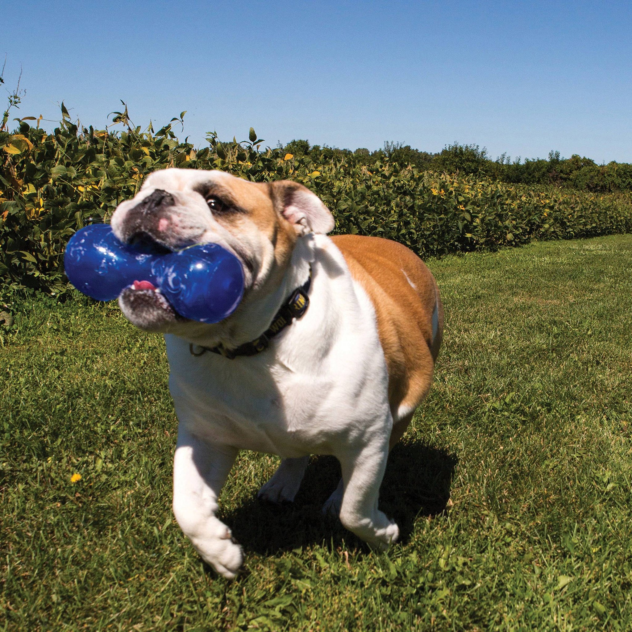 Kong Squeezz Dumbbell - Assorted Colors - Large - The Pet Source