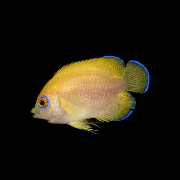 Lemonpeel Angelfish 1"+ - Centropyge flavissima Biota Captive Bred