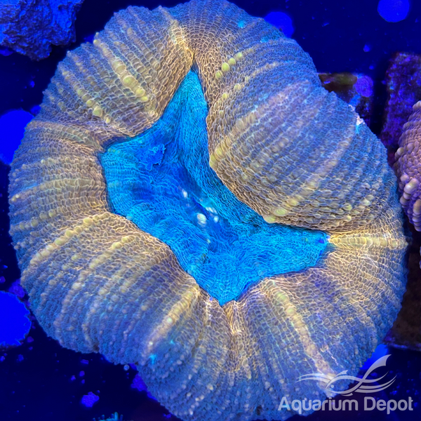WYSIWYG Lobophyllia 1 Coral