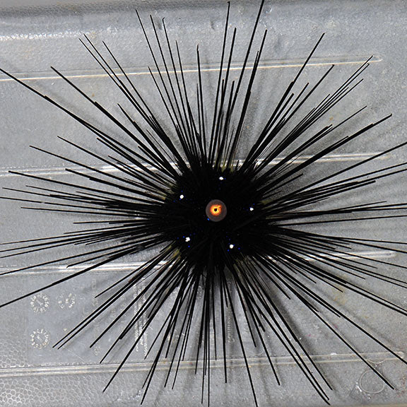 Longspine Urchin - Diadema setosum