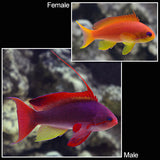 Lyretail Anthias - Pseudanthias squamipinnis