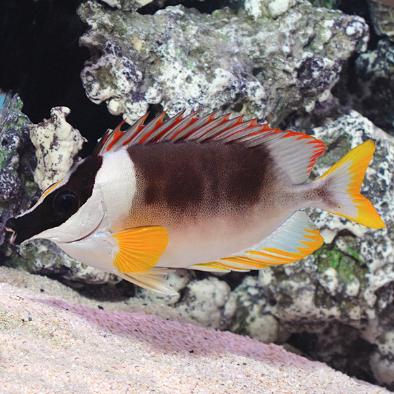 Magnificent Foxface - Siganus magnificus
