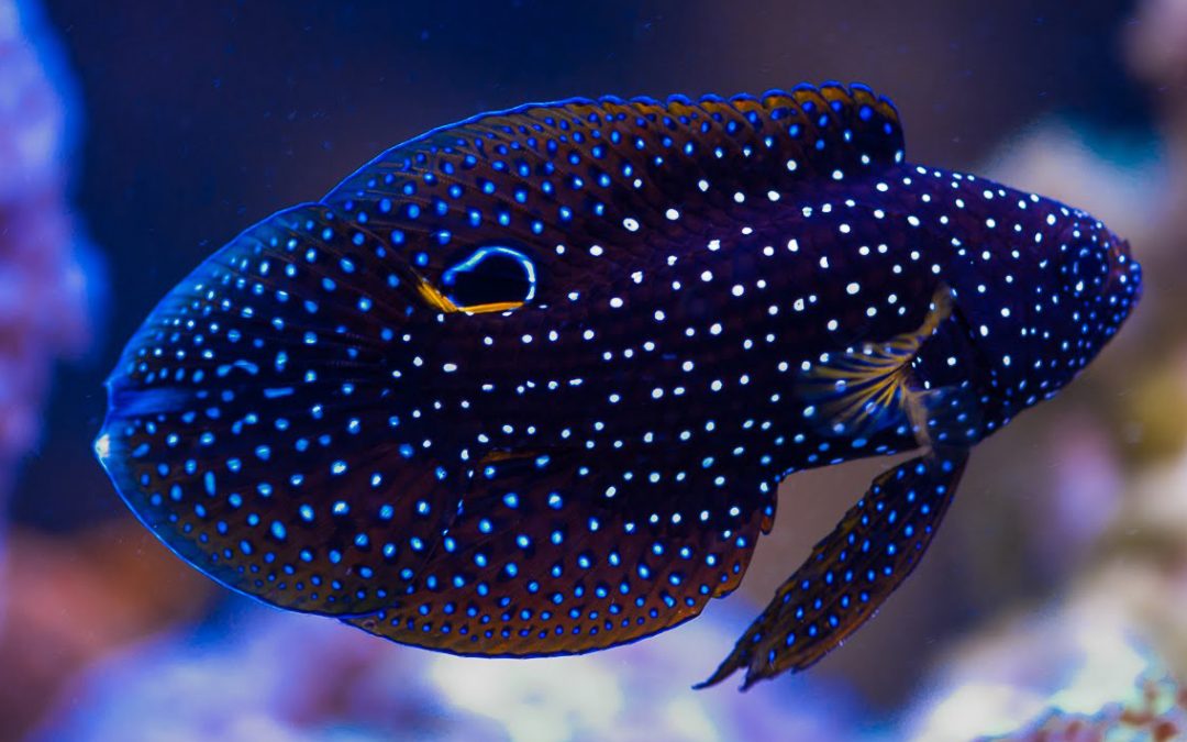 Marine Betta - Calloplesiops altivelis
