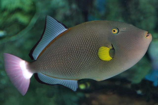 Pinktail Triggerfish - Melichthys vidua