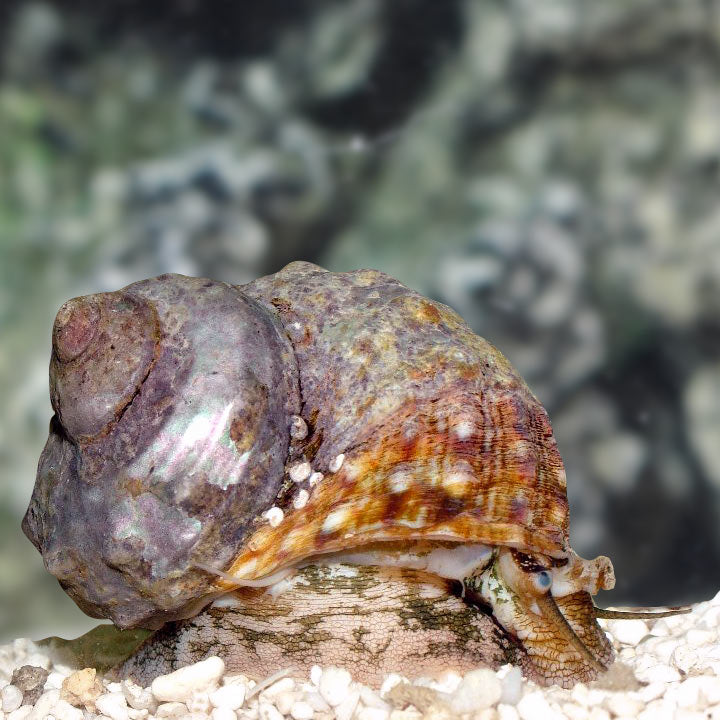 Mexican Turbo Snail - Turbo fluctuosa