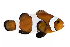 Mocha Clownfish - Captive Bred - Medium - 1.5" to 1.75"