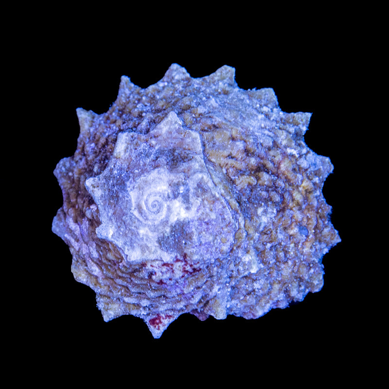 Astrea Calcar Shell Ninja Star Snail - Astralium calcar