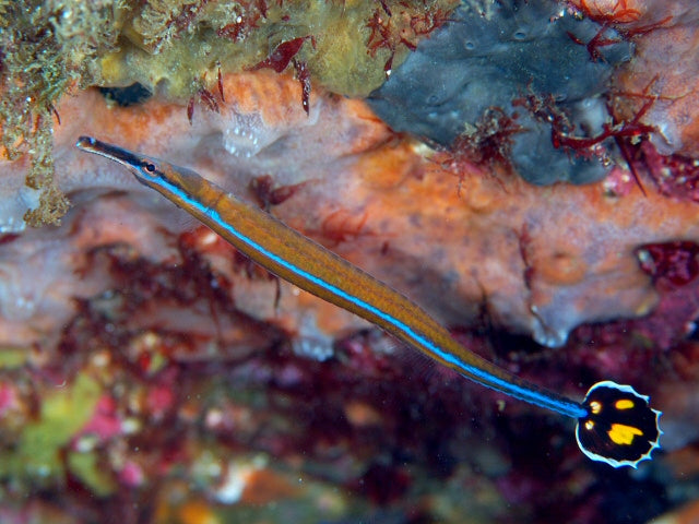 Bluestripe Pipefish - Doryrhamphus excisus