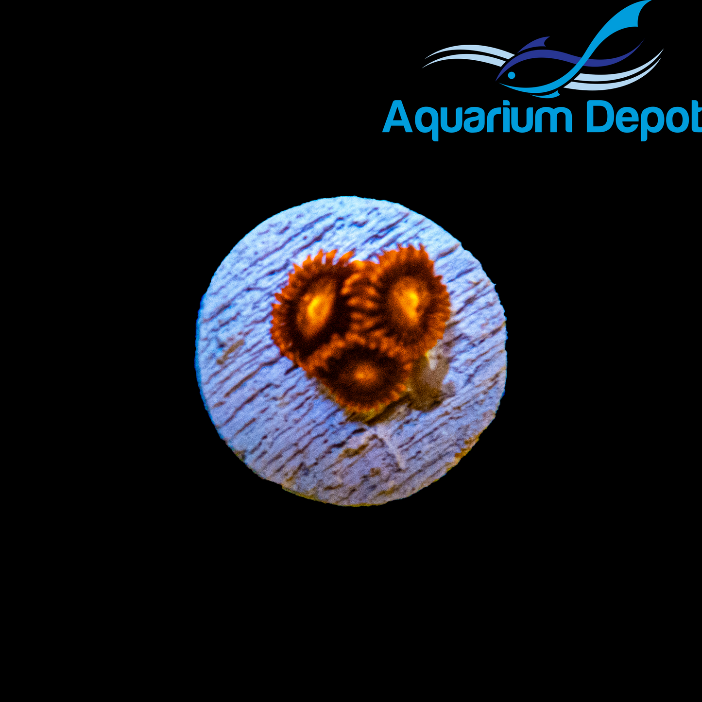 Orange Bam-Bam Zoa (Zoanthus sp.)