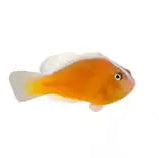 Orange Skunk Clownfish - Amphiprion sandaracinos