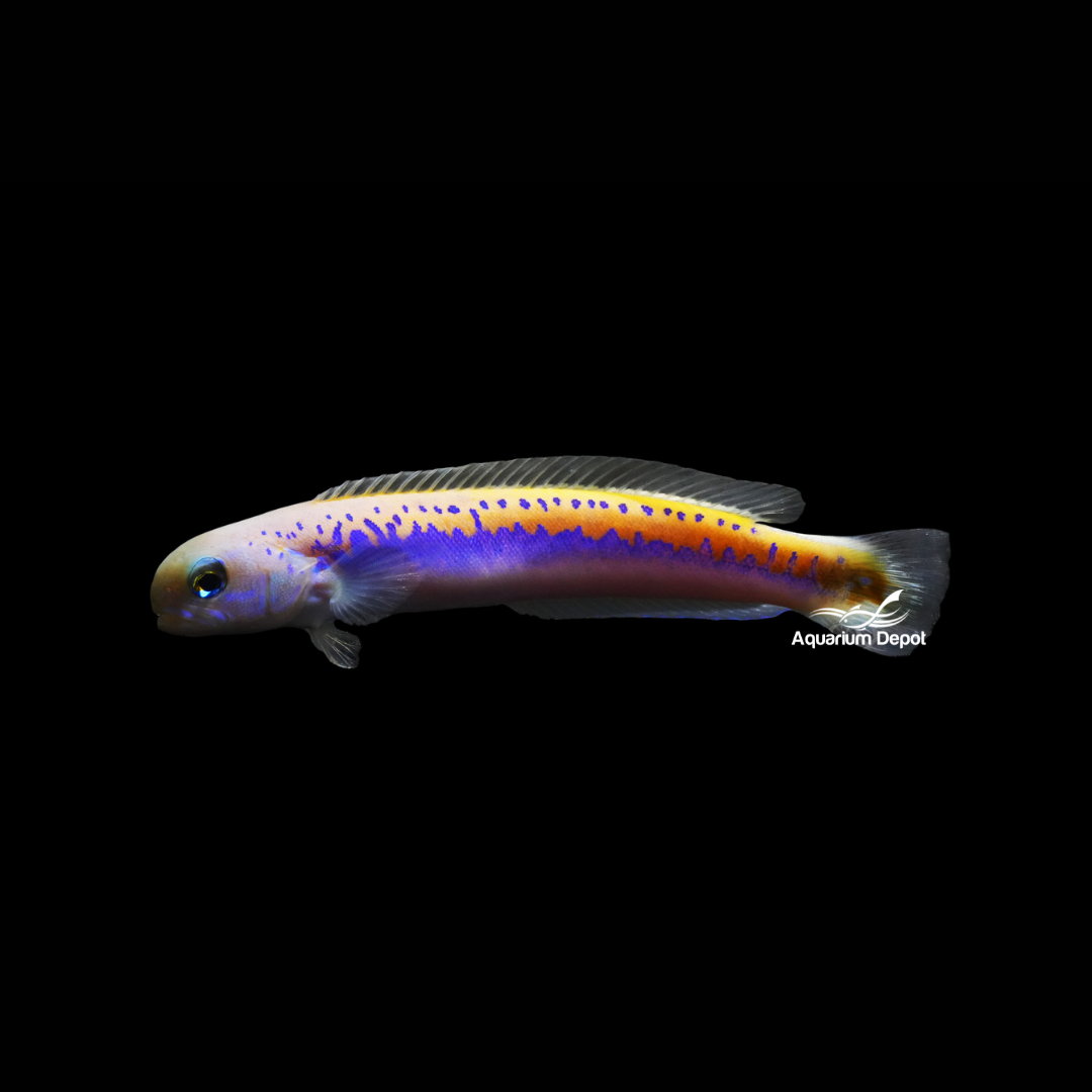 Oreni Tilefish - Hoplolatilus oreni