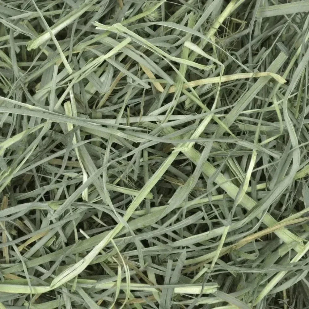 Oxbow Orchard Grass Hay - 9lb - The Pet Source