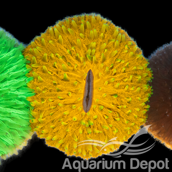 Orange Fungia Plate Coral WYSIWYG 3
