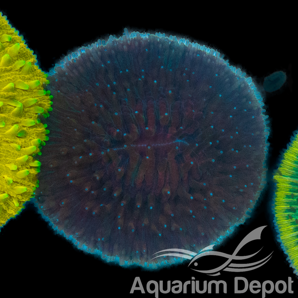 Purple Plate Coral WYSIWYG 1 (Fungia)