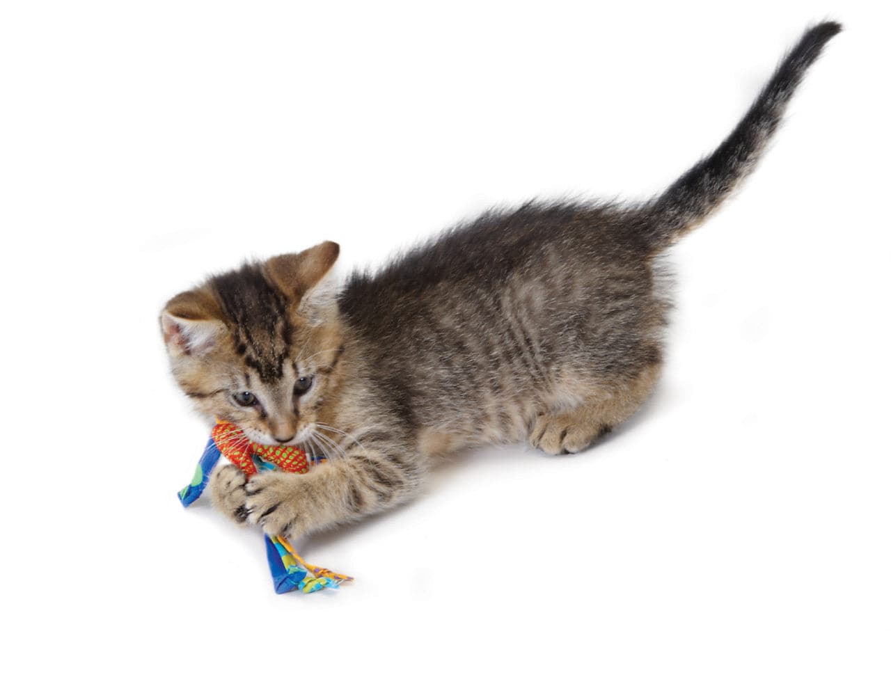 Petstages Catnip Dental Health Chew - 2 Pack - The Pet Source