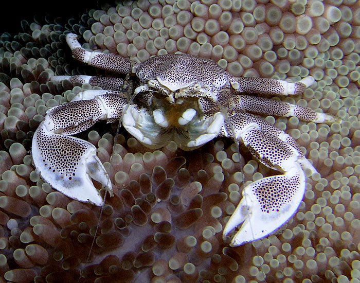 Porcelain Anemone Crab - Neopetrolisthes ohshimai