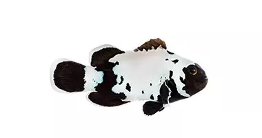 Premium Black Snowflake Ocellaris Clownfish - Captive Bred - Small - 1" to 1.25"