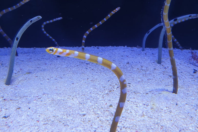 Splendid garden eel - Gorgasia preclara
