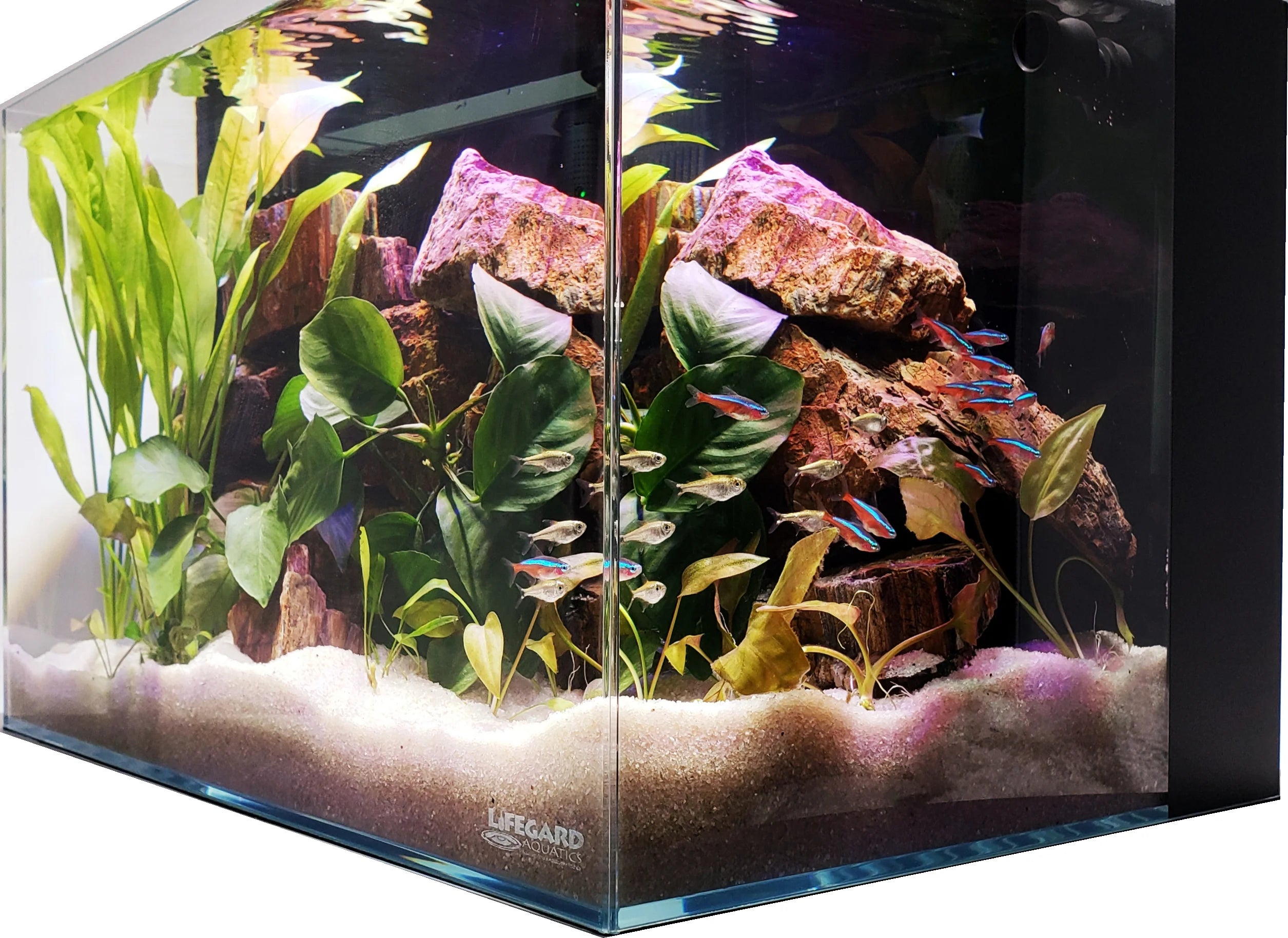 Lifegard Aquatics 45 Degree Low Iron Ultra Clear Aquarium with Built in Back Filter (24 gallons, 23.62" x 15.75" x 14.96")