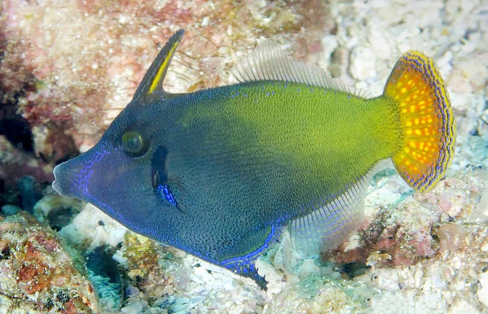 Filefish Red Tail Filefish - Pervagor janthinosoma – Aquarium Depot