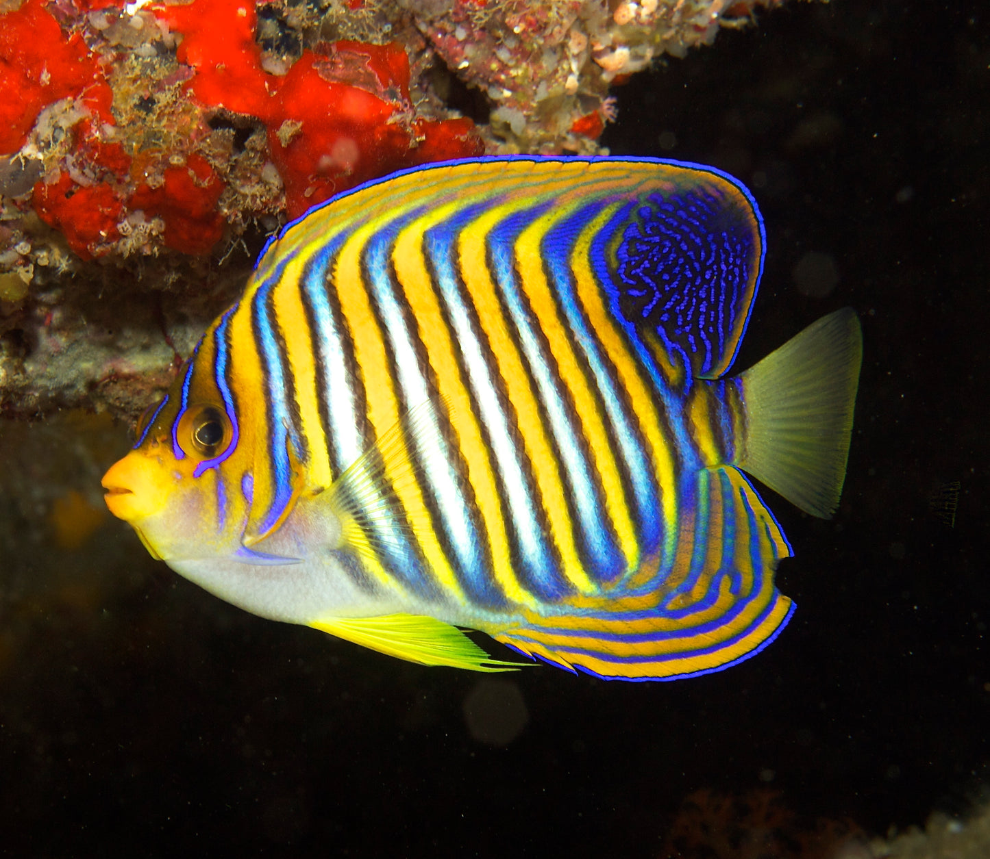 Regal Angelfish - Pygoplites diacanthus (Indo-Pacific)