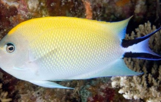 Spotbreast Angelfish - Genicanthus melanospilos