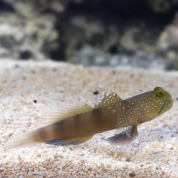 Spotted Watchman Goby - Cryptocentrus cinctus