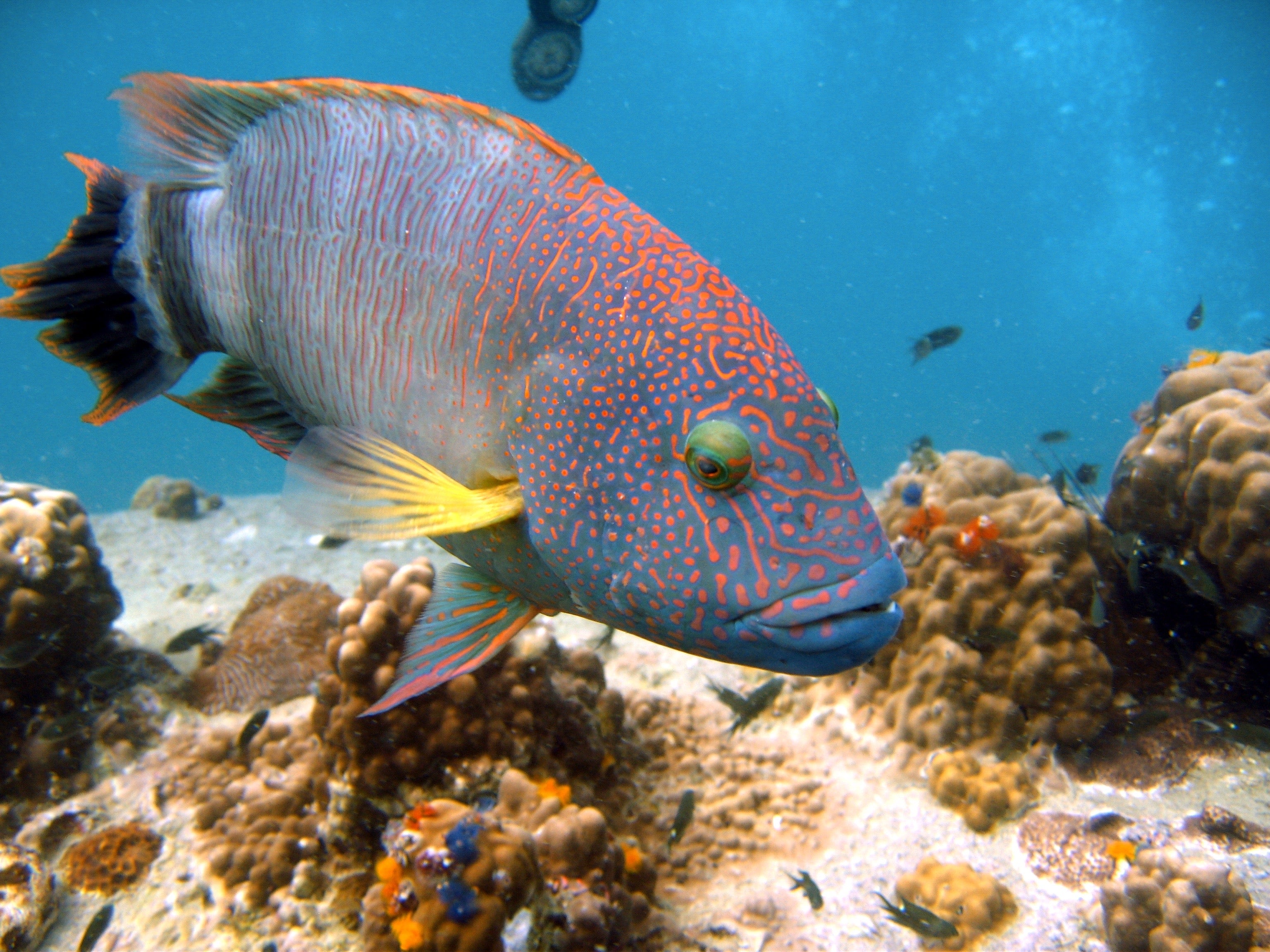 Tripletail Maori Wrasse - Cheilinus trilobatus