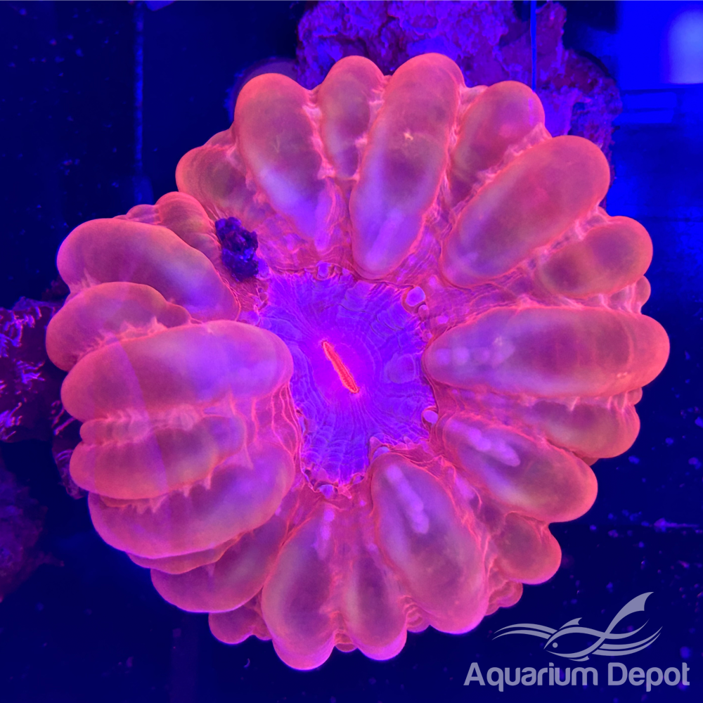 Ultra Cynarina Coral WYSYWIG 1 (Cynarina lacrymalis)