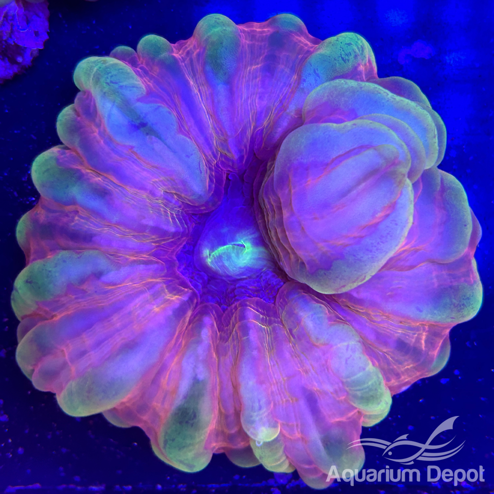 Ultra Cynarina Coral WYSYWIG 2 (Cynarina lacrymalis)